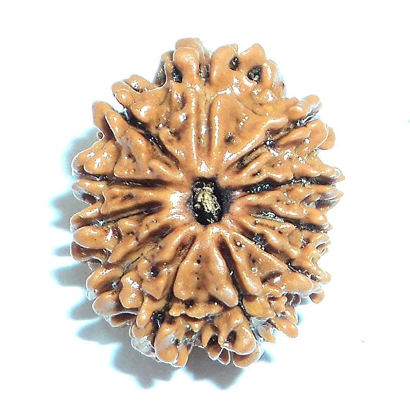 11 Mukhi Rudraksha soulager anxiété et stress chronique avec cette perle du Népal