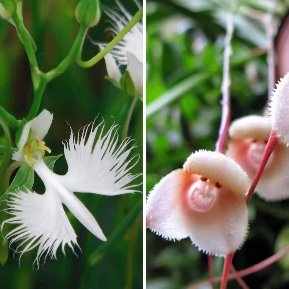 White Egret Orchid - Pecteilis Radiata Flower Seeds, Also Known as Habenaria Radiata Beautiful Flower for Home Garden by Heavy Torch, 20 Seeds