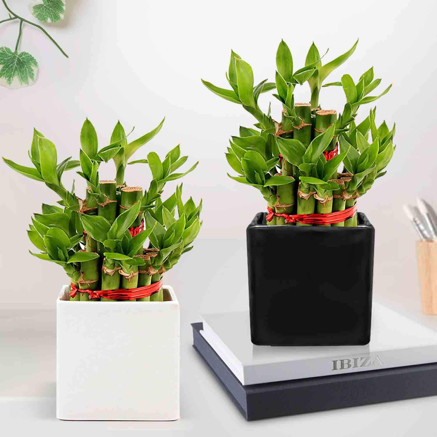 Nurturing Green® 2- Layer 17-19 Stalks Combo Lucky Bamboo Plant in Glass and Ceramic Pot. (2 Lucky Bamboo Plant in Ceramic Pot, 1 White and 1 Black)