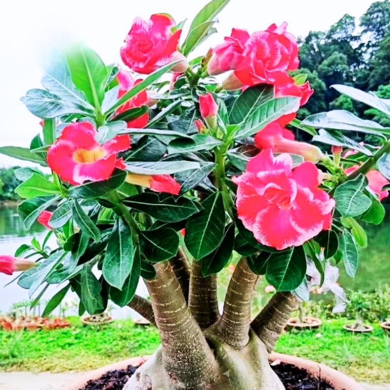 ELLAS HOMES Pink Desert Rose