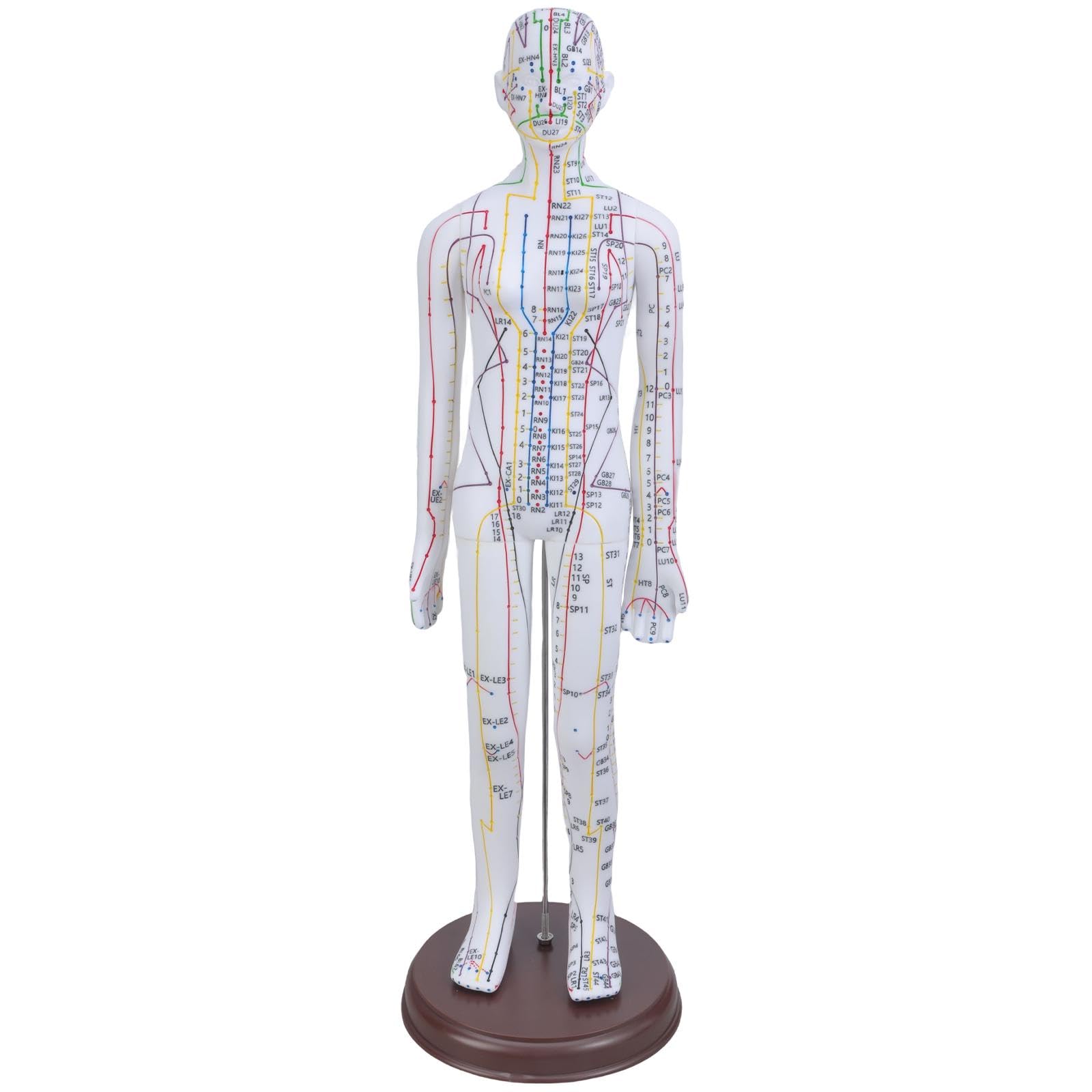 Woedpez 20.47Inch Human Acupoint Model with Chinese Acupoints Points for Teaching Male Female Chinese English Points