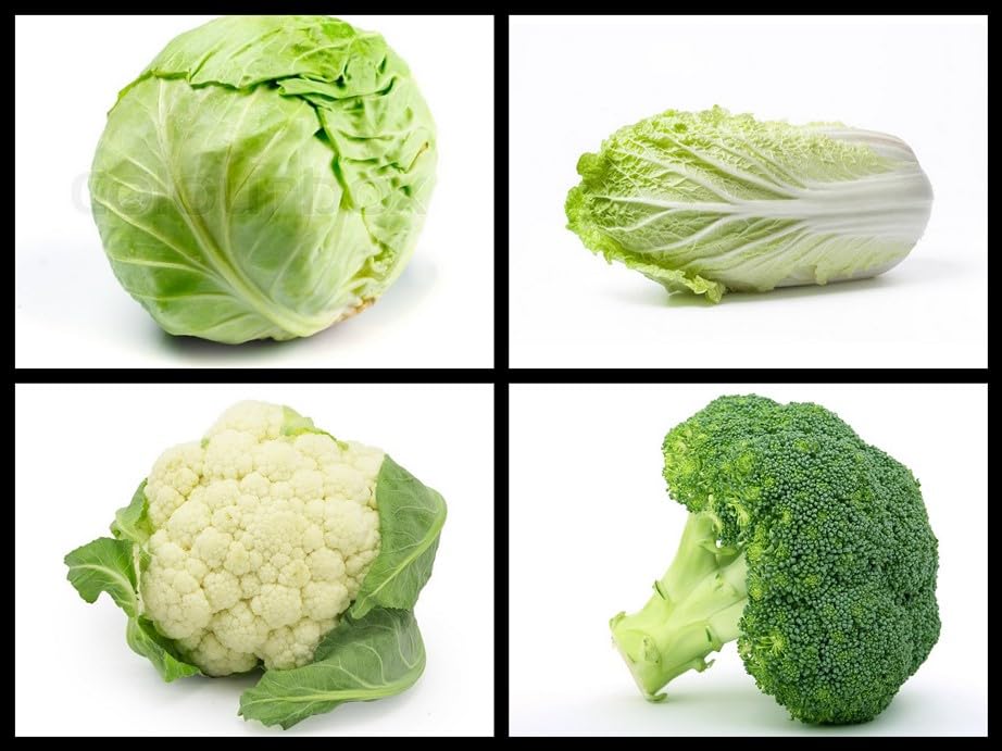 SimXotic Seeds Combo - Cabbage Green, Cauliflower, Napa Cabbage & Broccoli Seeds (ORGANIC) (B0CJ9NTFHD) Amazon Price History, Amazon Price Tracker