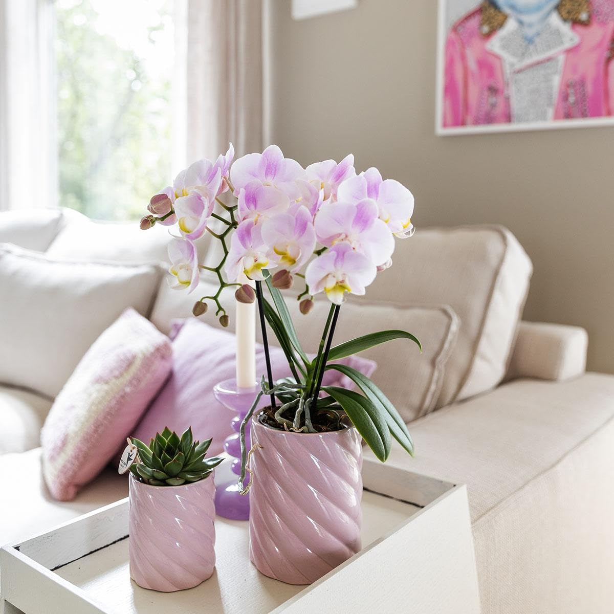 Kolibri Orchids | Rosa Phalaenopsis Orchidee - Portugal - Topfgröße Ø9cm | Blühende Zimmerpflanze - Frisch vom Züchter