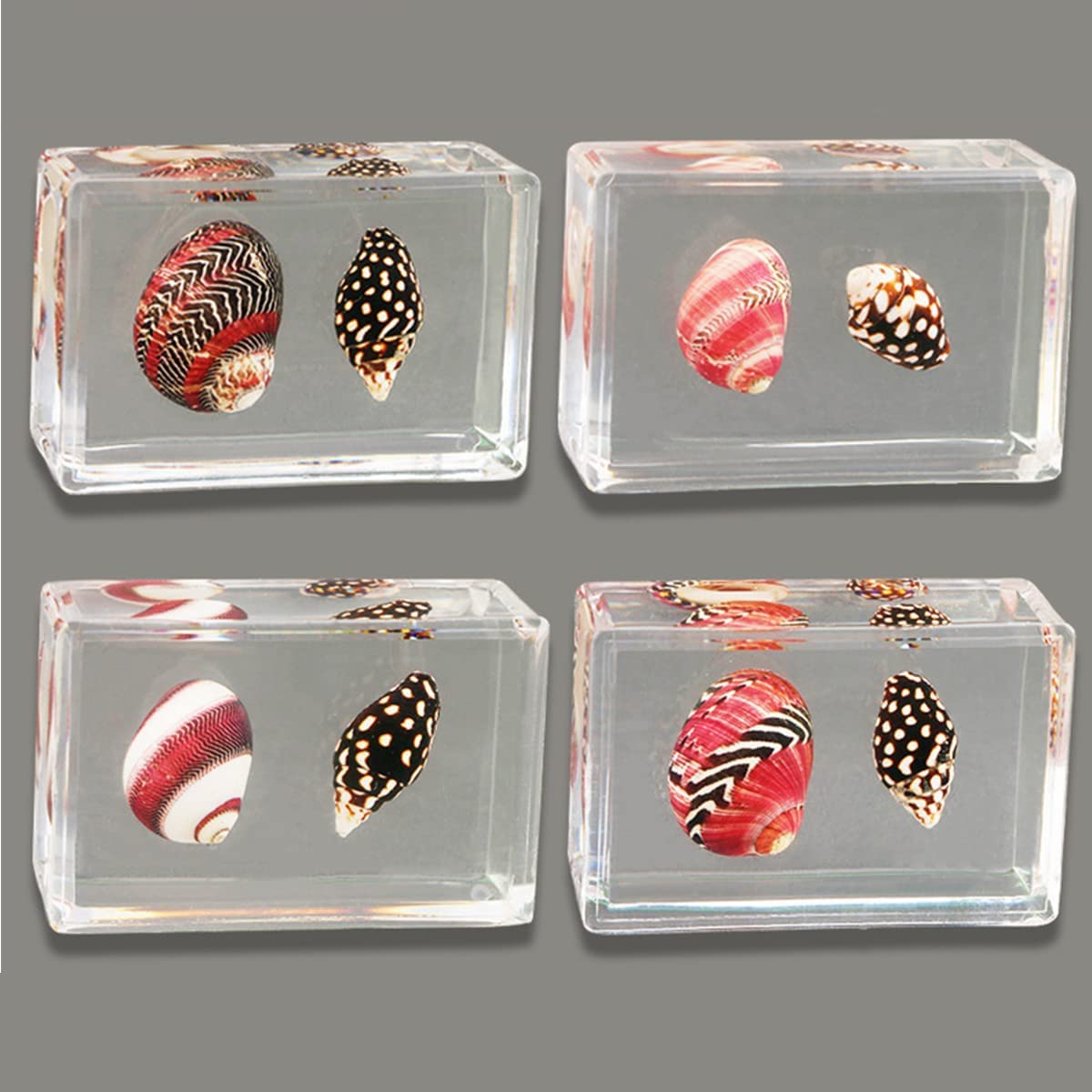 GALPADA 6 Pièces Spécimens Insectes Résine Pour Bureau Presse