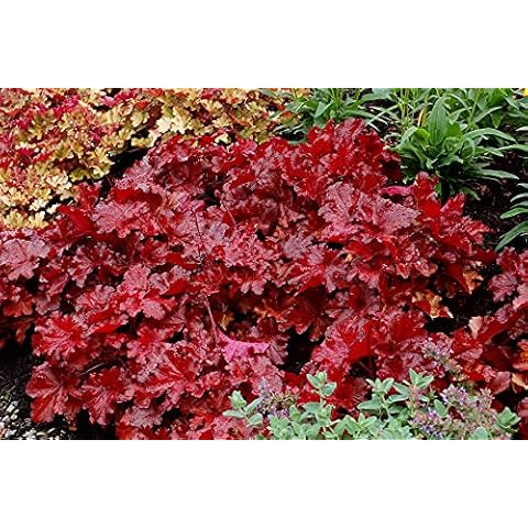 Heuchera 'Forever Red' Cover