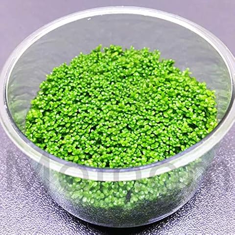 (1-Cup) Dwarf Baby Tears Carpet Imported Direct from Grower Live Aquarium Plants Decoration Tissue Culture for Freshwater Aquatic Plant Tank by Mainam Cover