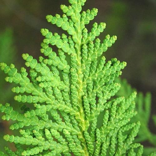 Miniatura 4 de KVITER 50 semillas de árbol Thuja (ArborvitaeThuja Occidentalis), semillas de árbol de arborvitae americano, plantas de paisajismo de rápido