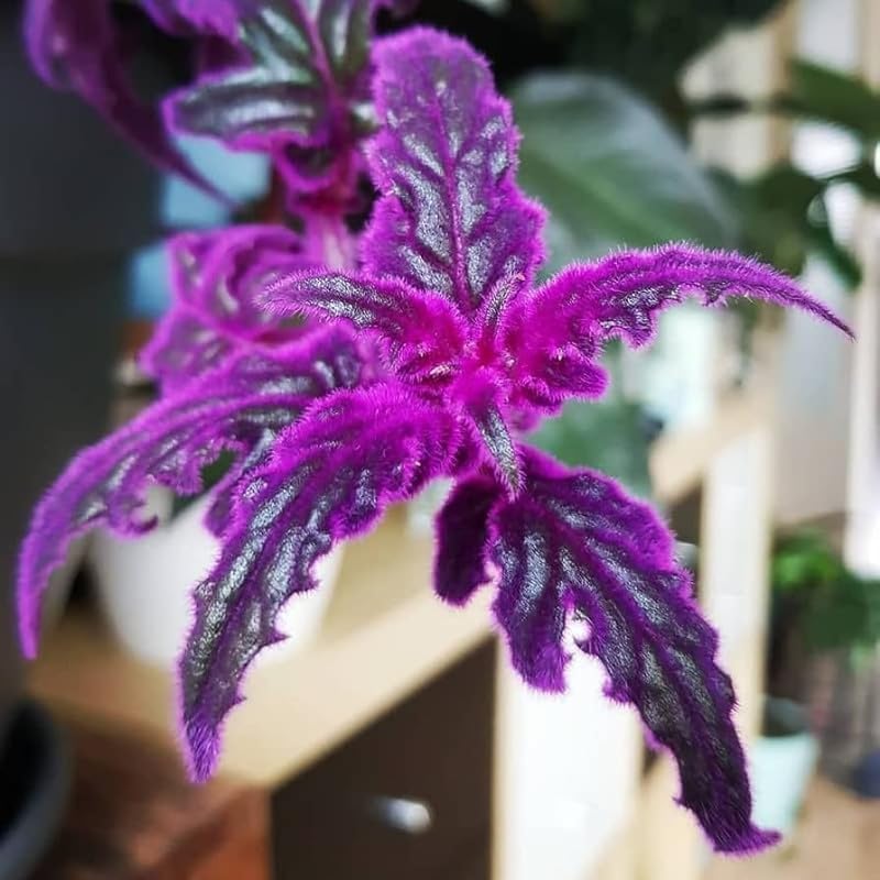 2 Gynura Aurantiaca Purple Passion Plants Live, Purple