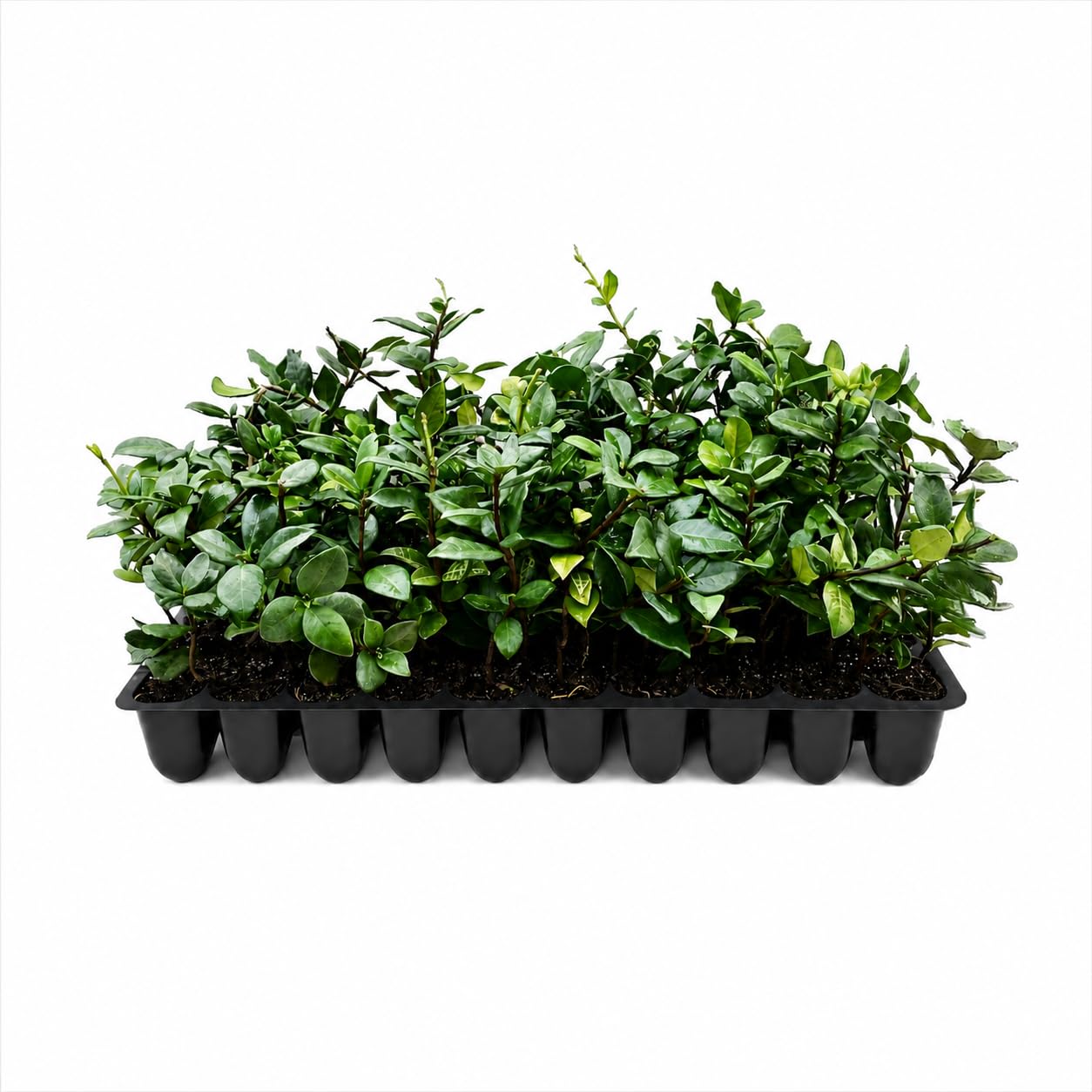 Star Jasmine 10-Pack