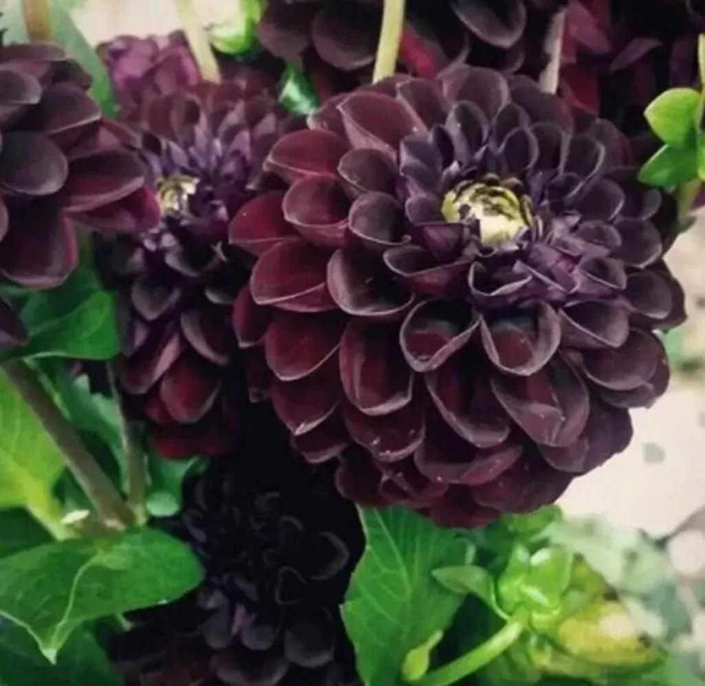 100PCS Dahlia Flower Seeds Burgundy Dahlia Flower Garden Perennial Seeds