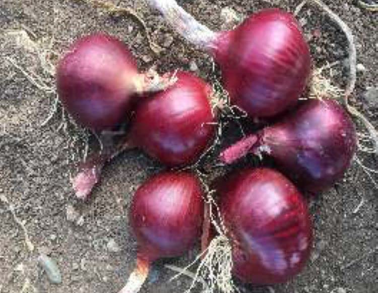 megcito Soğan Yekta Tohumu - Aksel 10 gr
