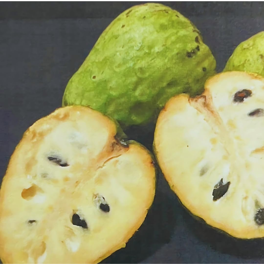 Annona Cherimola Fino de Jete - Plante fruitière exotique en pot 15x35 cm - Hauteur 170-180 cm.