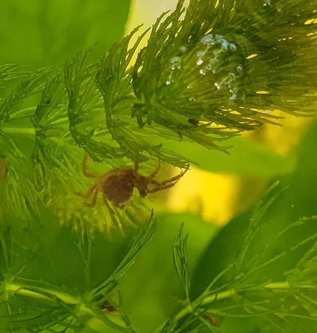 Quinns Fins Thai Micro Crab- Freshwater Fish Invertebrates Aquatic Pets Live Animals