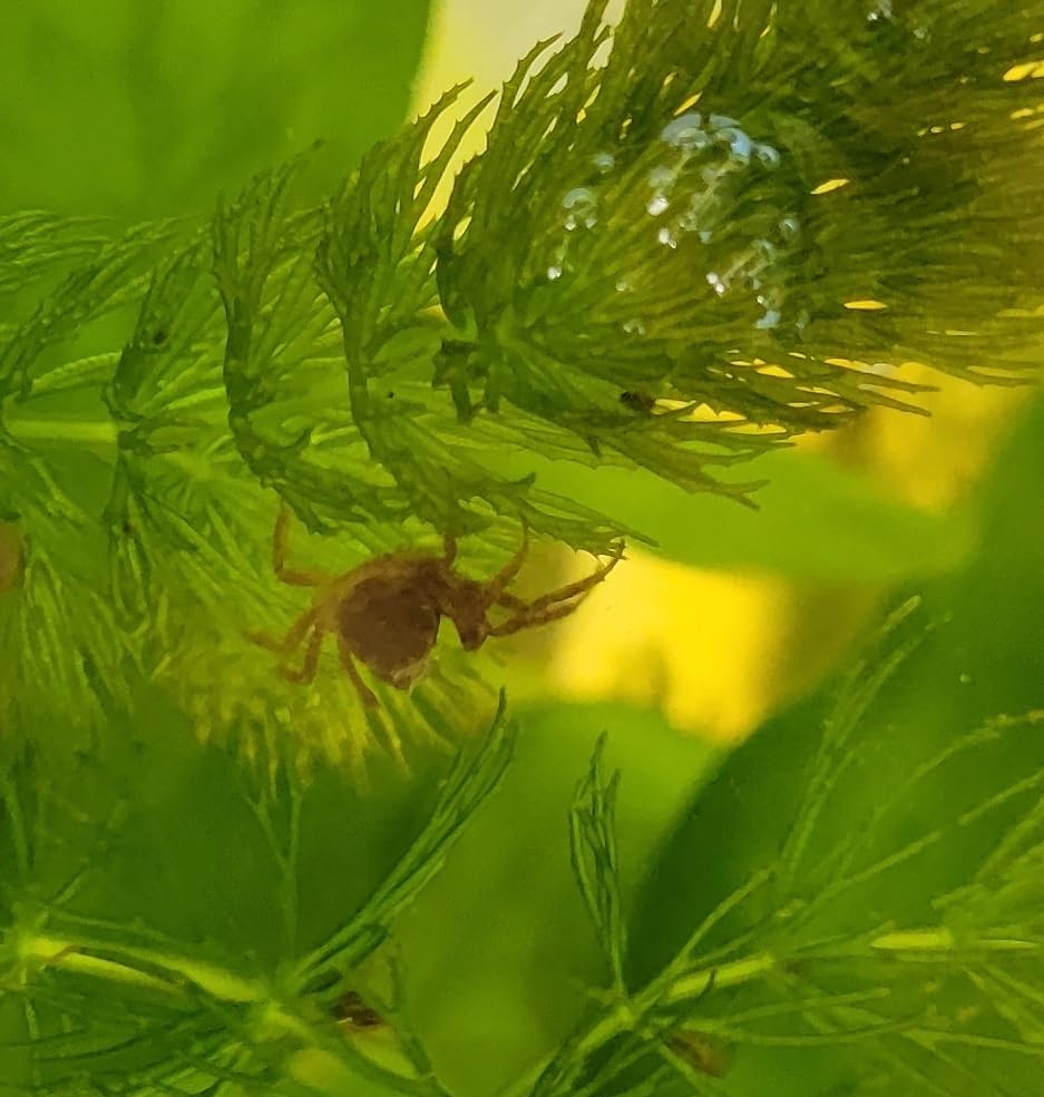 Quinn's Fins Thai Micro Crab- Freshwater Fish & Invertebrates, Aquatic Pets, Live Animals