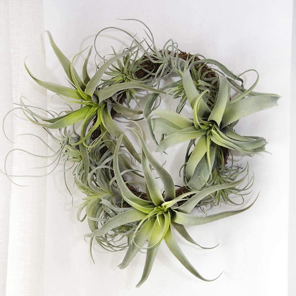 Amazon.de: Knstliche Tillandsien-Bromelien, knstliches Kieferngras,  Luftpflanzen, Blumen, knstliche Beflockung, 4 Stck