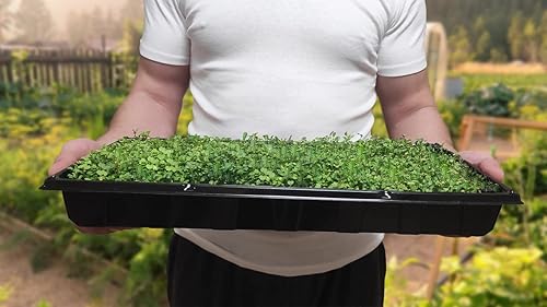 Miniatura 3 de ZIRKA Bandejas de cultivo de plantas resistentes sin agujeros de drenaje, paquete de 5 bandejas de plántulas reutilizables para microverde, pasto de