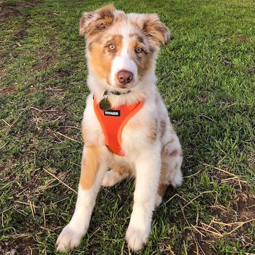 Image of Voyager Step-in Air Dog Vest Harness - Orange, Small | 14.5-16 inch in Chest, Reflective Bands, All Weather Breathable Air Mesh, Cats Compatible, Lightweight, Fast Drying