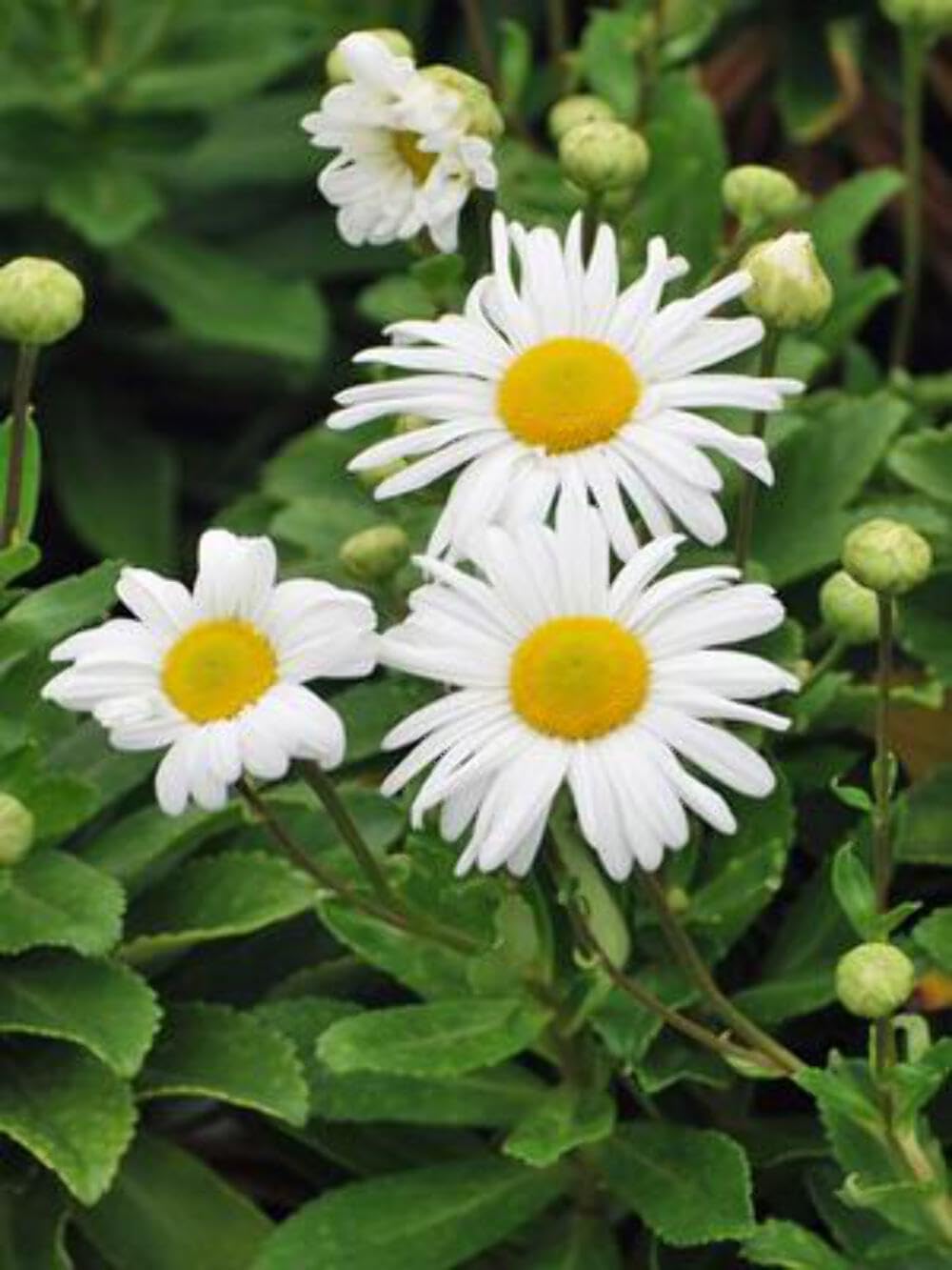 Nippon Daisy