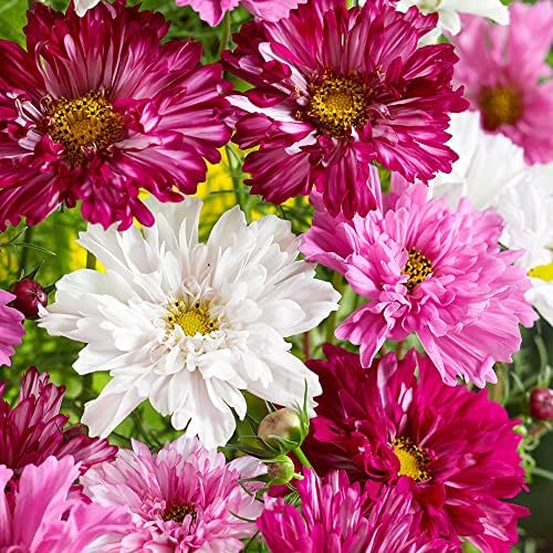 Outsidepride Cosmos Bipannutus Double Click Garden & Cut Flower Seed Mix - 50 Seeds
