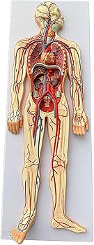 Amazon.co.jp: 解剖学用人体模型、血液循環系モデル、心臓血管動静脈