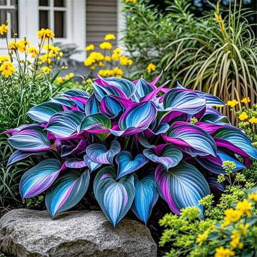 Radici selezionate di hosta,Bulbi di hosta,miste,resistenti al freddo e alla siccità,adatte per la decorazione di giardini e balconi-2 Rizoma-C