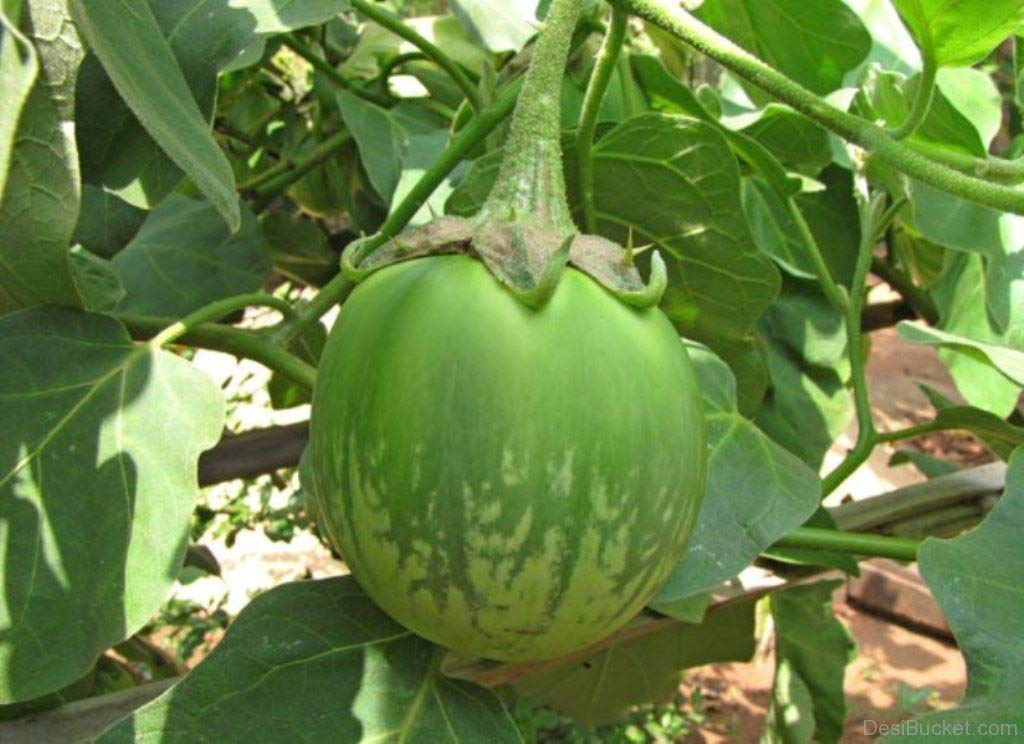 MaliaGarden Green (Eggplant) Brinjal Vegetable -Hybrid - 50 Seeds For Kitchen Gardening (B07KJNBSS7) Amazon Price History, Amazon Price Tracker