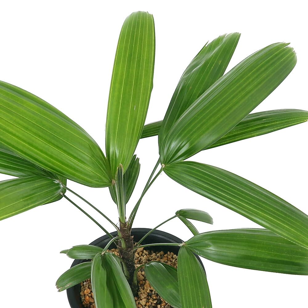 Amazon｜（観葉植物）ヤシ カンノンチク（観音竹） 小判 4号（1鉢