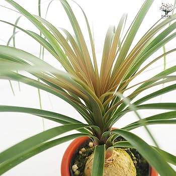 コア様リクエスト トックリラン 50株 ボーカルネア：ノリナ（トックリラン） 9号23-01 の通販 | 園芸