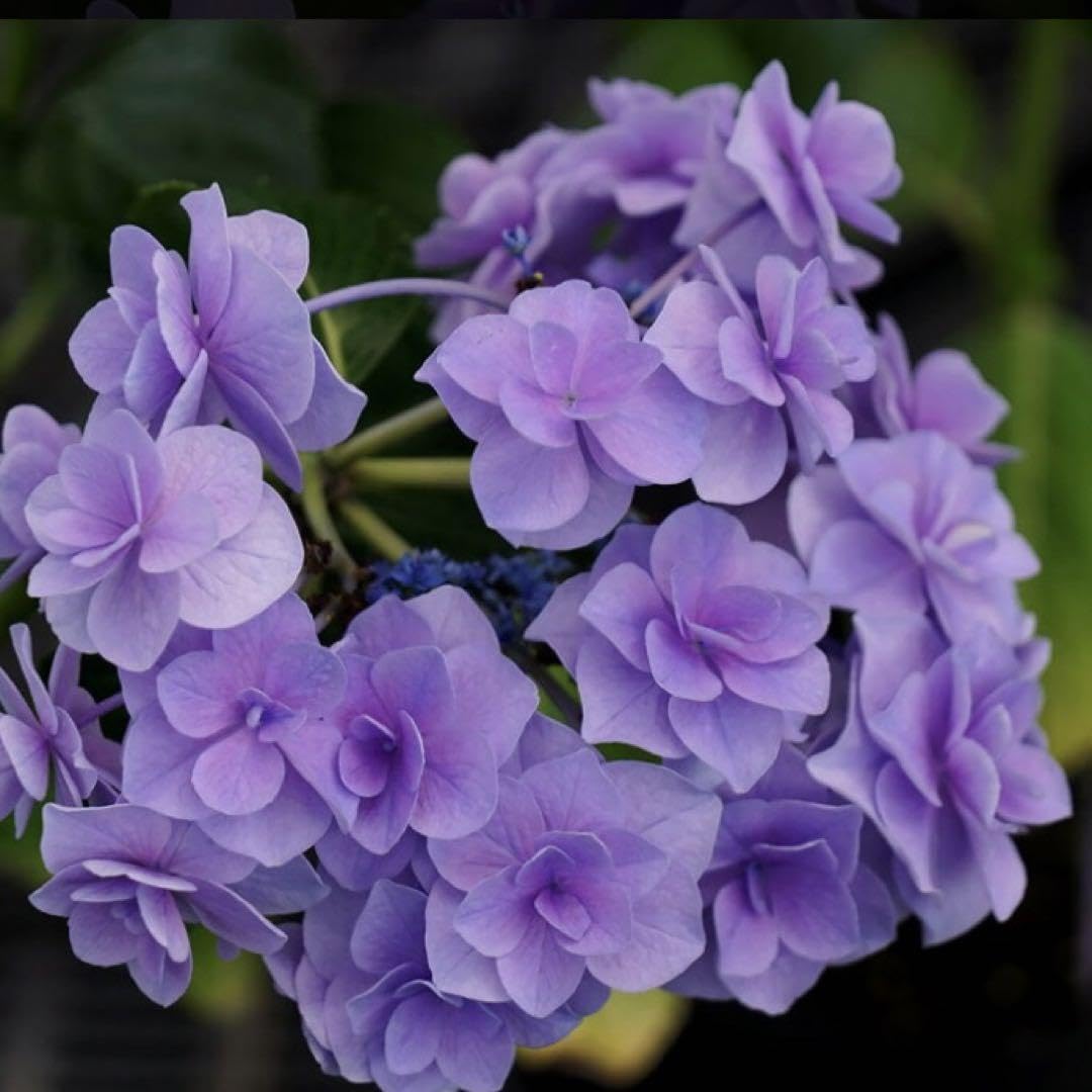 Amazon.co.jp: 58 アジサイ 抜き苗1苗 紫陽花 越冬苗 あじさい : DIY 