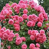 Garten Schlüter