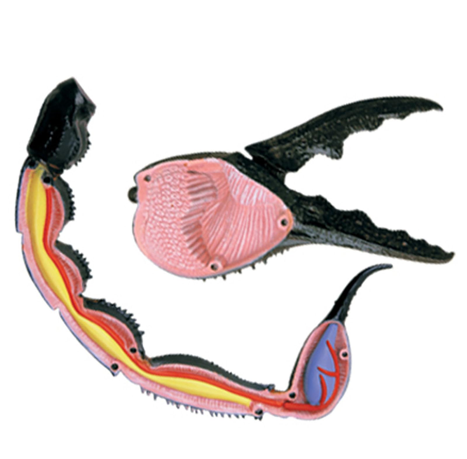 Model 4D narządów skorpiona - Model anatomiczny zwierzęcia - Anatomia narządów skorpiona nadaje się do celów edukacyjnych, modele anatomii zwierząt