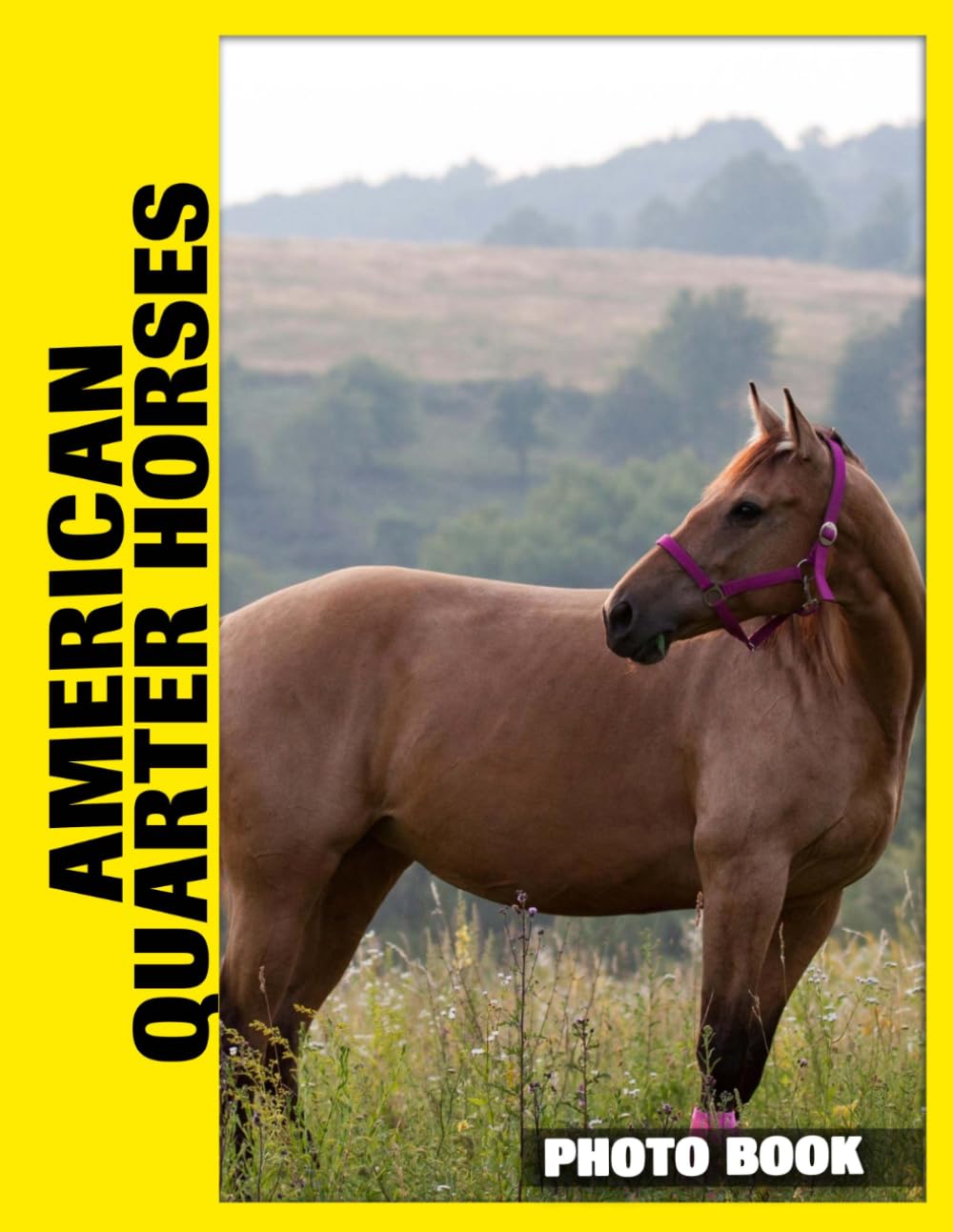 American Quarter Horses Photo Book: Elegant Equine Beauty Captured In Majestic Photography Featuring Athletic Builds And Graceful Movements In Western Settings