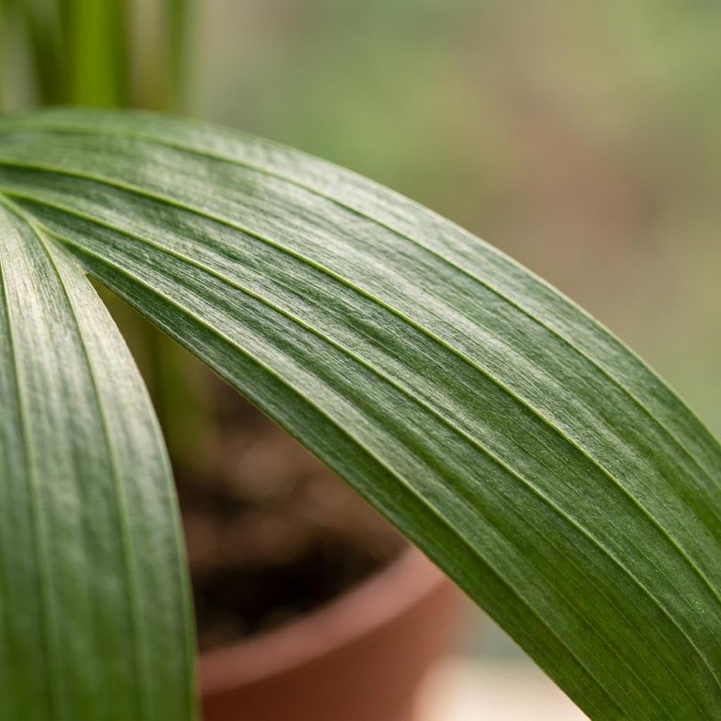 Areca Lutescens con Cesto Alga Marina, Set di 2, Vaso 12cm, Altezza 45cm