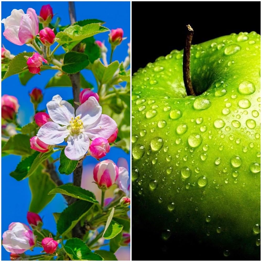 Pack de 4 plantas arboles frutales de 80-100 cm. Cerezo, Manzano, Melocotonero y Peral. Cosecha y cultiva tus propias frutas cerezo, manzano, melocotonero y pera.