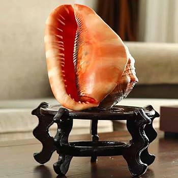 Amazon.co.jp: NIUDHEUS 天然貝殻、海巻貝、大型天然貝殻 風景