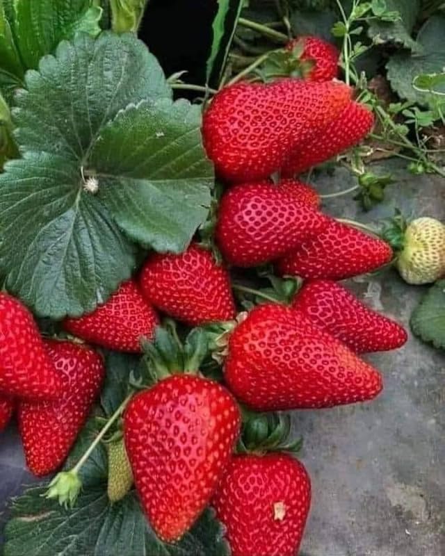 Indian Big size strawberry live plant Pack of 1