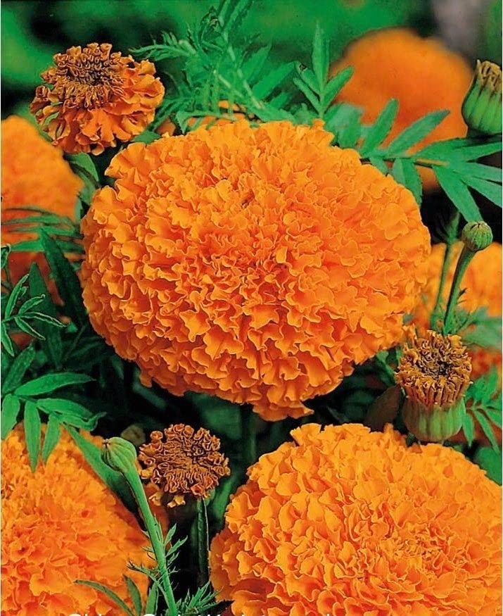 Marigold Inca Flower Seeds F1 Hybrid Orange Color for Home Gardening & Planting (Pack of 10 Seeds)