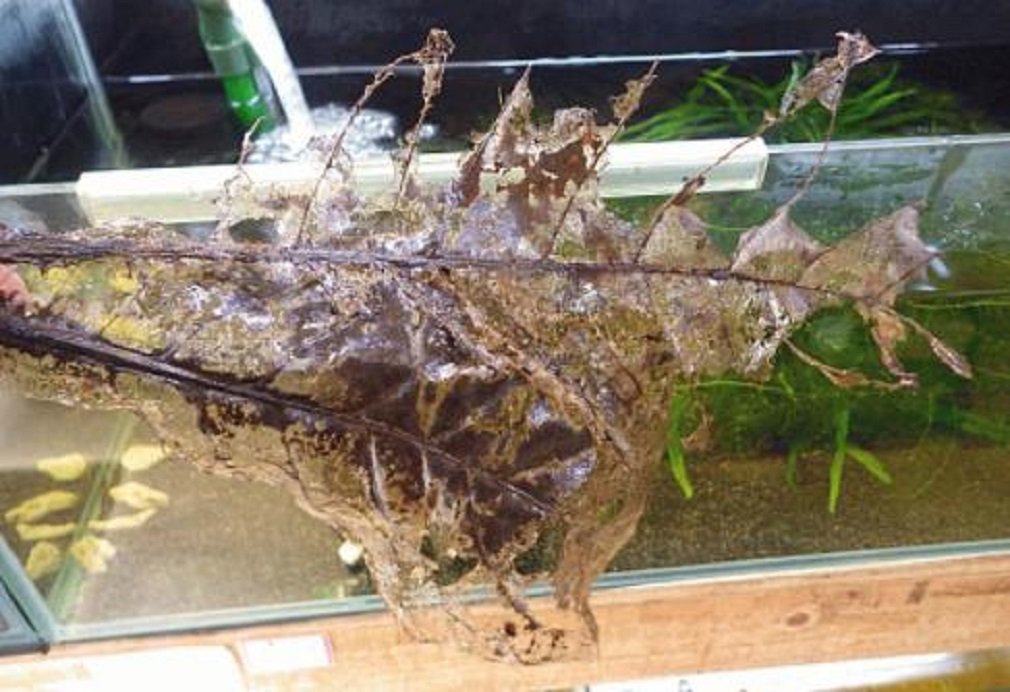 Amazon | 国産 マジックリーフ ドクターリーフ 10cm~25cm (15枚