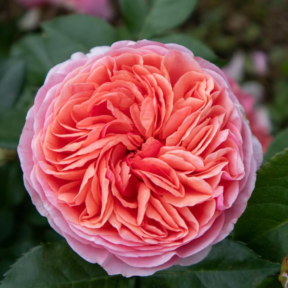 Chippendale®, rosa viva di Rose Barni®, rosa in vaso rifiorente, fiori grandi a coppa, profumo intenso, colore arancio intenso, cod. 71335