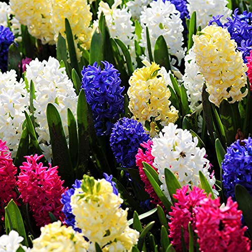 FernsFly® IMP. Hyacinth Flower Bulbs + Daffodil Flower Bulbs Combo Aromatic Flower Bulbs Pack Home Outdoor Gardening Flowers Blooming (1 Set of 6 Hyacinth + 6 Daffodil)