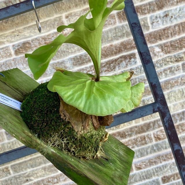 コウモリラン リドレイ ワイドフォーム 3寸 メリクロン苗 (ビカクシダ