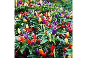 5 Color Pepper Plant Seeds - Grow Vibrant Multicolored Peppers At Home