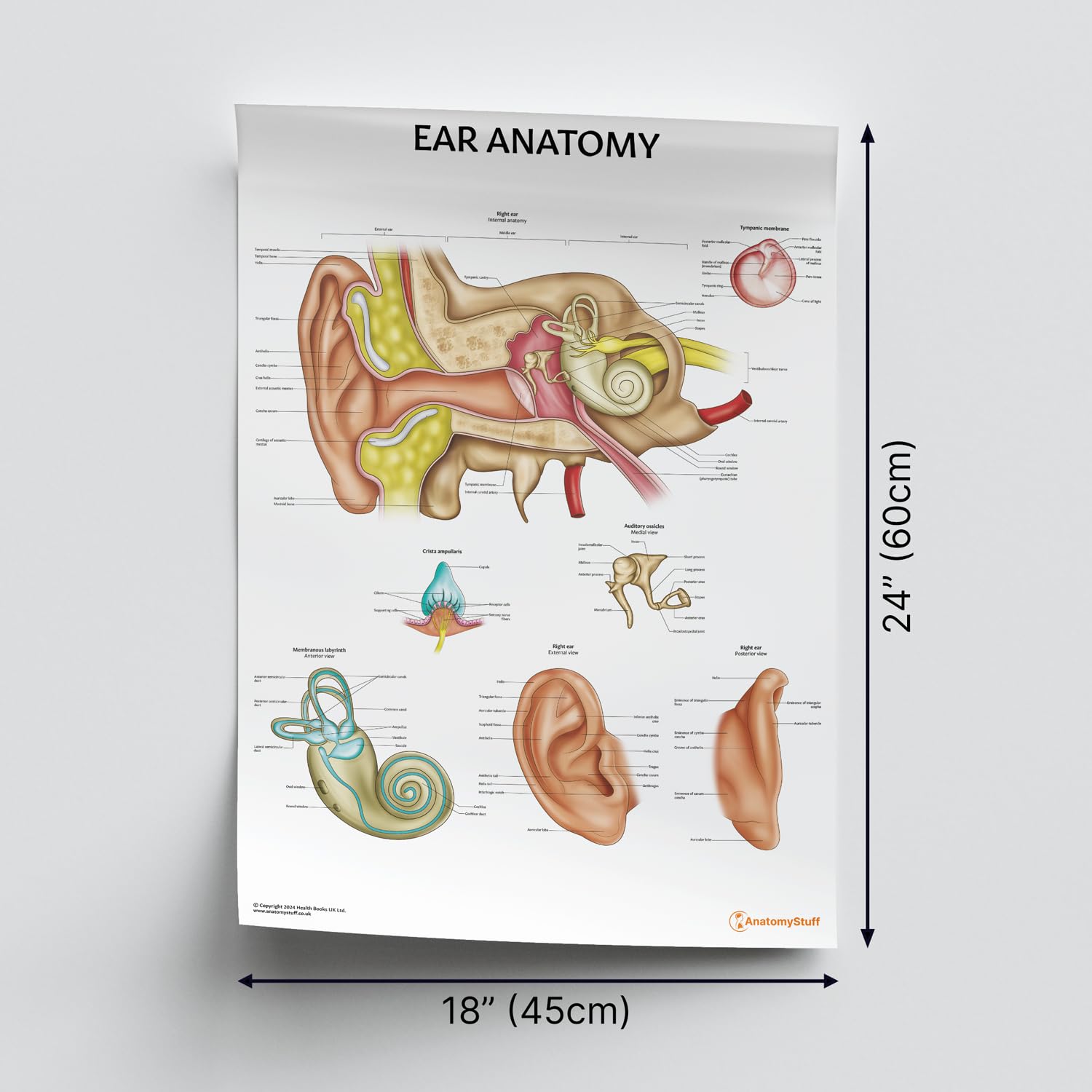 AnatomyStuff Poster Ohranatomie, 45 x 60 cm, HNO-Diagramm, anatomisches Mittelohrdiagramm