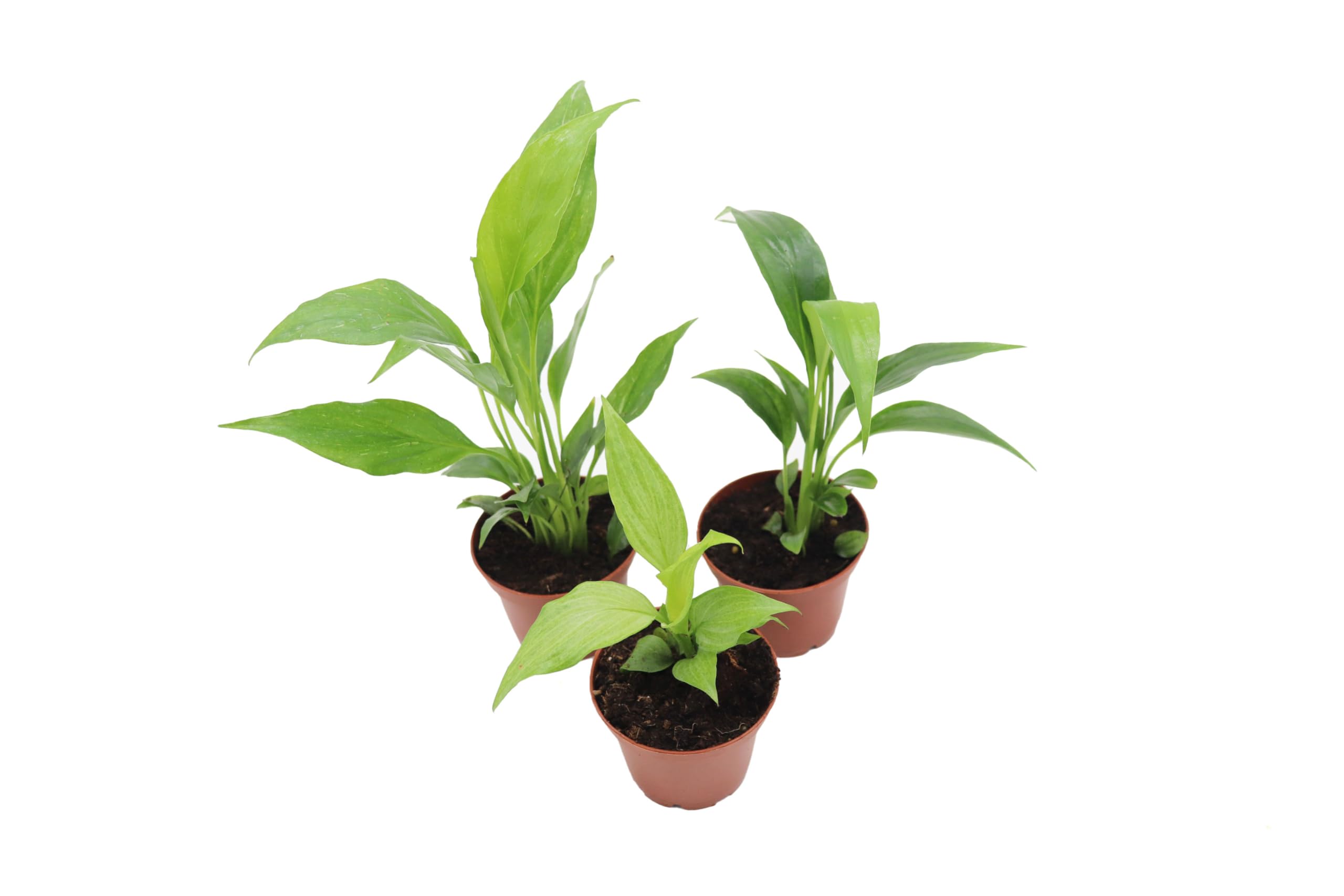 California Tropicals Peace Lily Set