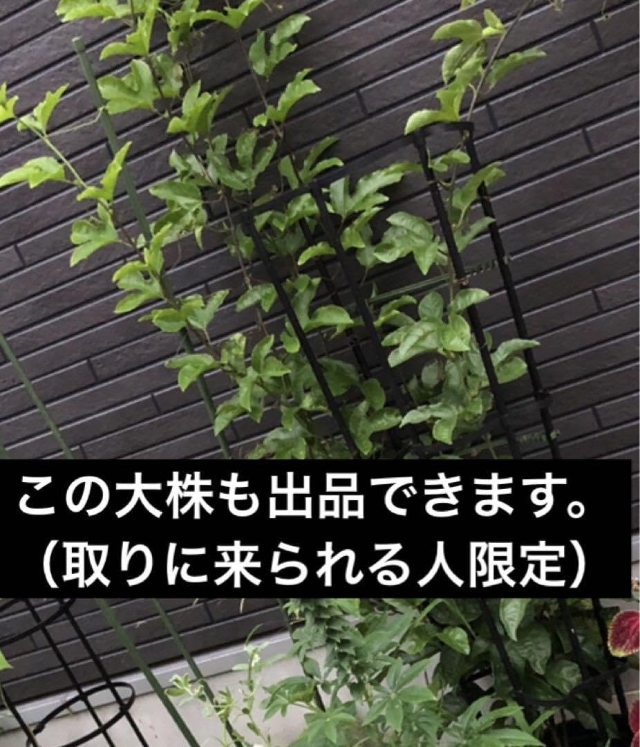 Amazon.co.jp: クダモノトケイソウの種子20粒 パッションフルーツ 種