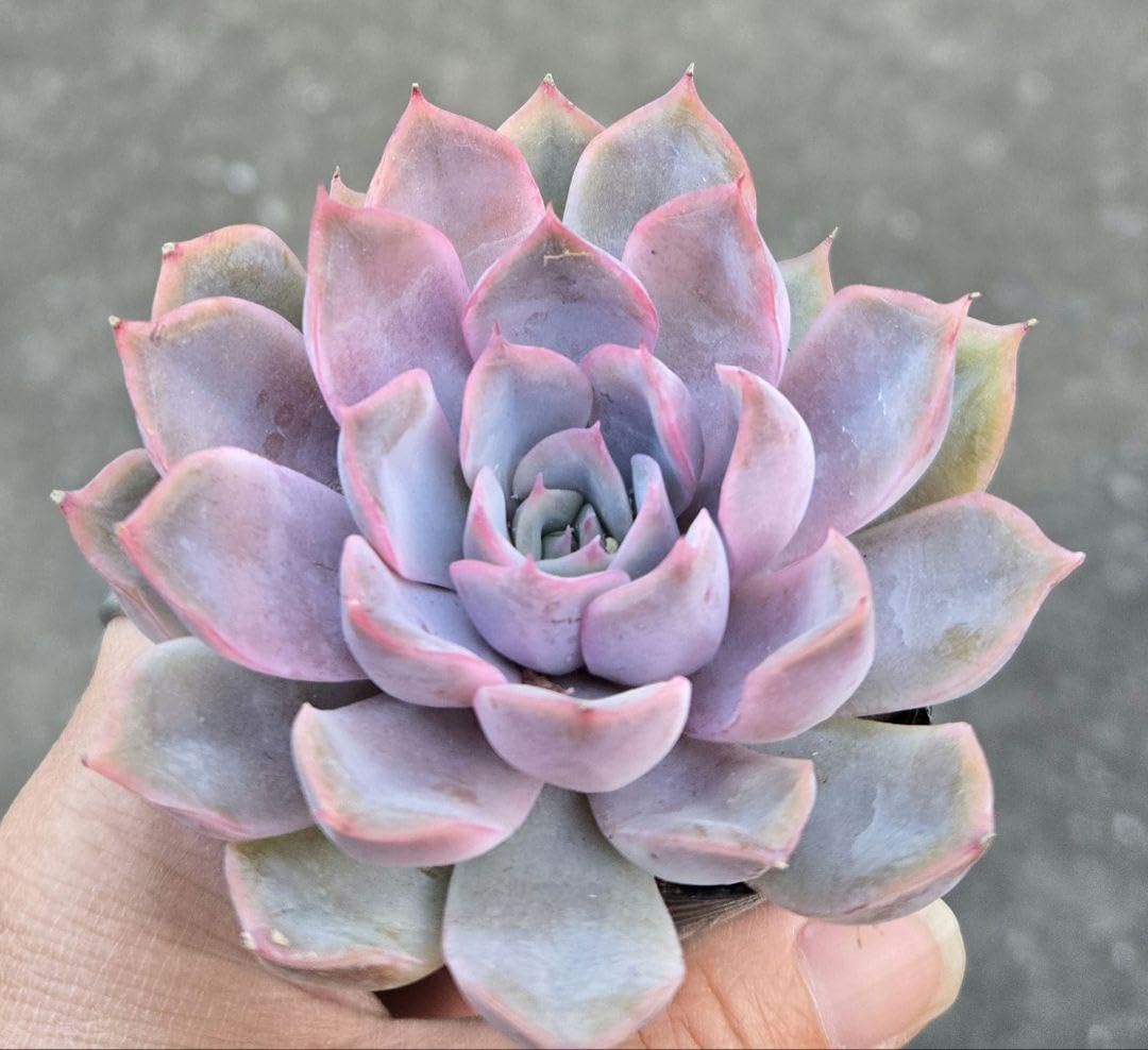 Amazon.co.jp: 多肉植物 セダム メニーナ 抜き苗 : ホビー