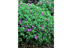 Perennial Farm Marketplace (Cranes Bill) Groundcover, Size-#1 Container Geranium s. 'Max Frei', Deep Magenta Flowers