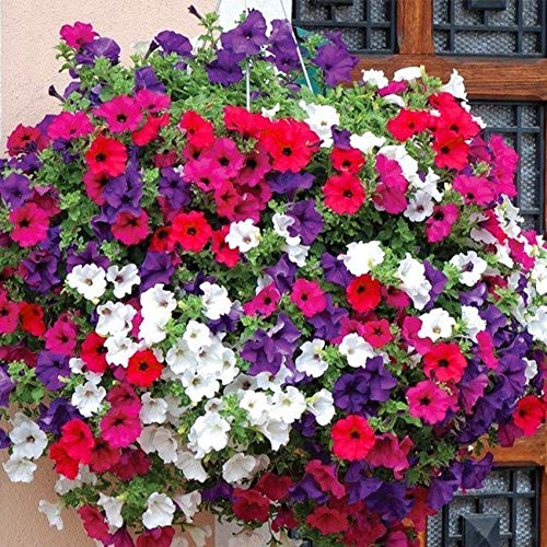 Petunia Seeds Balcony Easy-to-Grow Colorful Annual Flowers for Garden Beds Containers Patio Balcony and Hanging Baskets