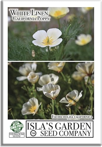 White Linen - Semillas de amapola de California para plantar, más de 1000 semillas de flores por paquete, semillas de jardín de Isla, semillas sin White Linen - Semillas de amapola de California para plantar, más de 1000 semillas de flores por paquete, semillas de jardín de Isla, semillas sin