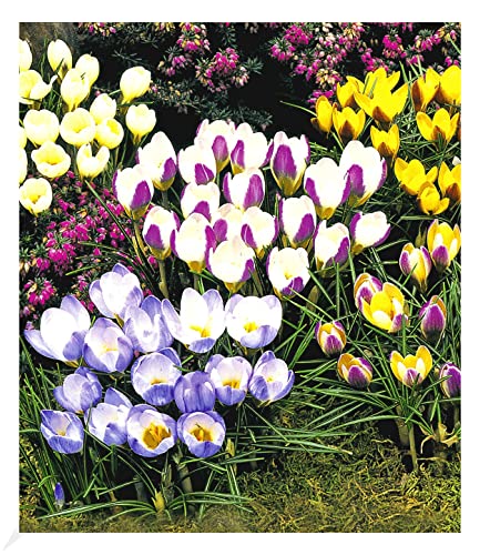 BALDUR Garten Wildkrokus Prachtmischung,60 Zwiebeln Prachtmischung, Crocus chrysanthus Mix, Blumenzwiebeln, winterhart, pflegeleicht, blühend, frühlingsblüher BALDUR Garten Wildkrokus Prachtmischung,60 Zwiebeln Prachtmischung, Crocus chrysanthus Mix, Blumenzwiebeln, winterhart, pflegeleicht, blühend, frühlingsblüher